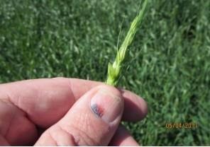Be Patient When Assessing Winter Wheat Damage